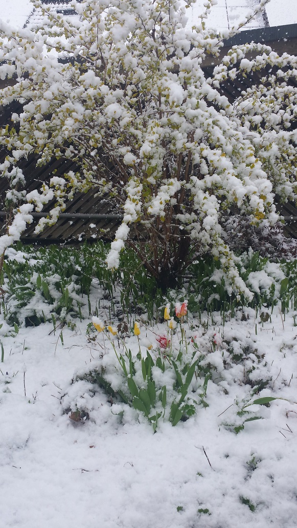 Schneetulpen Schneetulpen