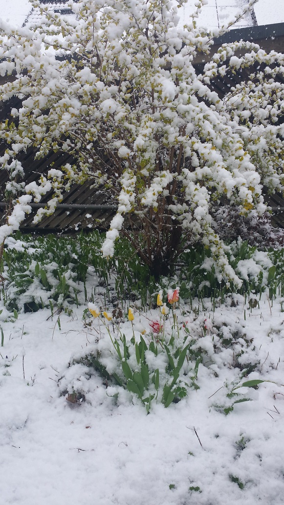 Schneetulpen