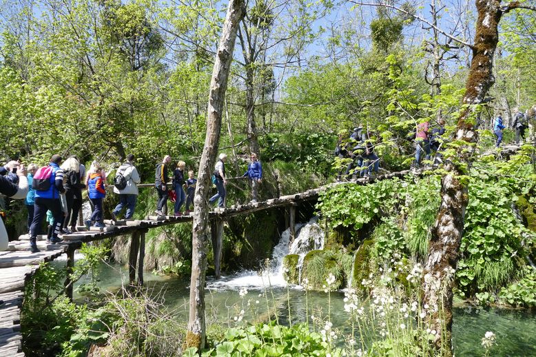 Gnsemarsch im Nationalpark Plitzwitzer Seen