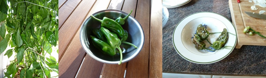Pimientos de Padron Pimientos de Padron