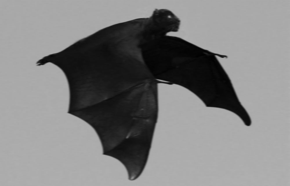 Flugpanther Flugpanther