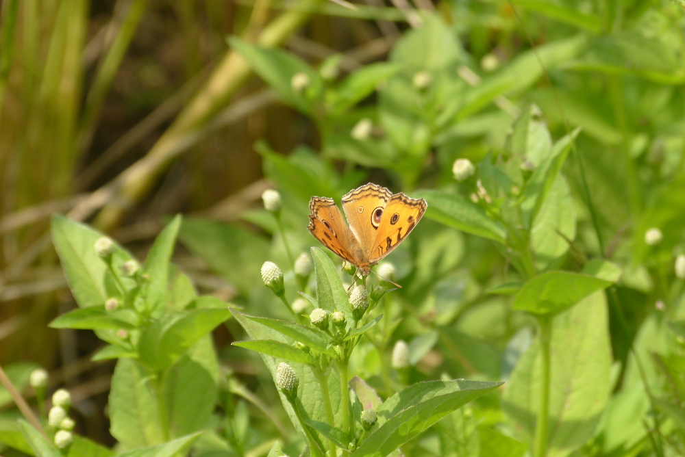 Schmetterling in Orange County Coorg