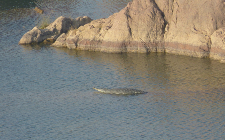 Gavial in Ken Gharial Sanctuary Gavial in Ken Gharial Sanctuary