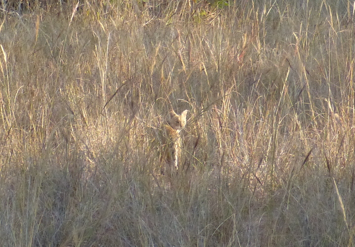 Jungle Cat im Bandhavgarh National Park