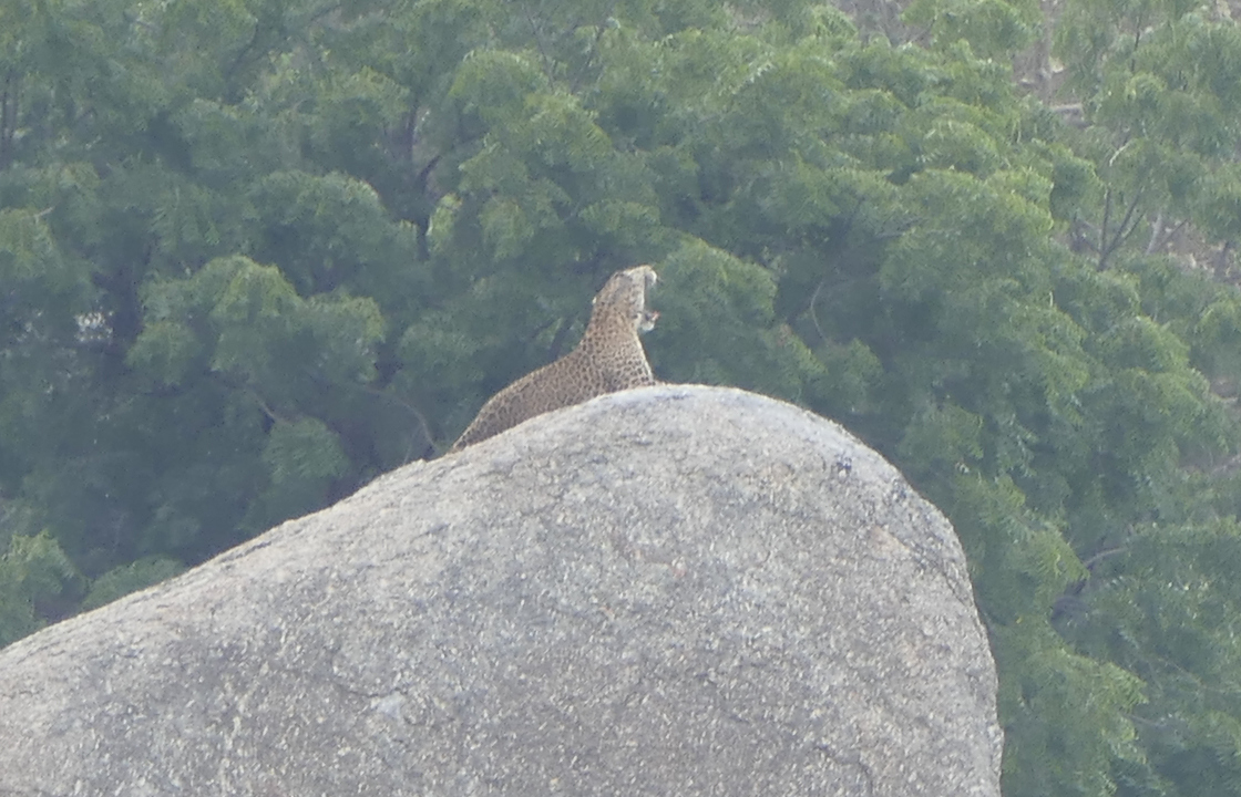 Leopard in Narlei