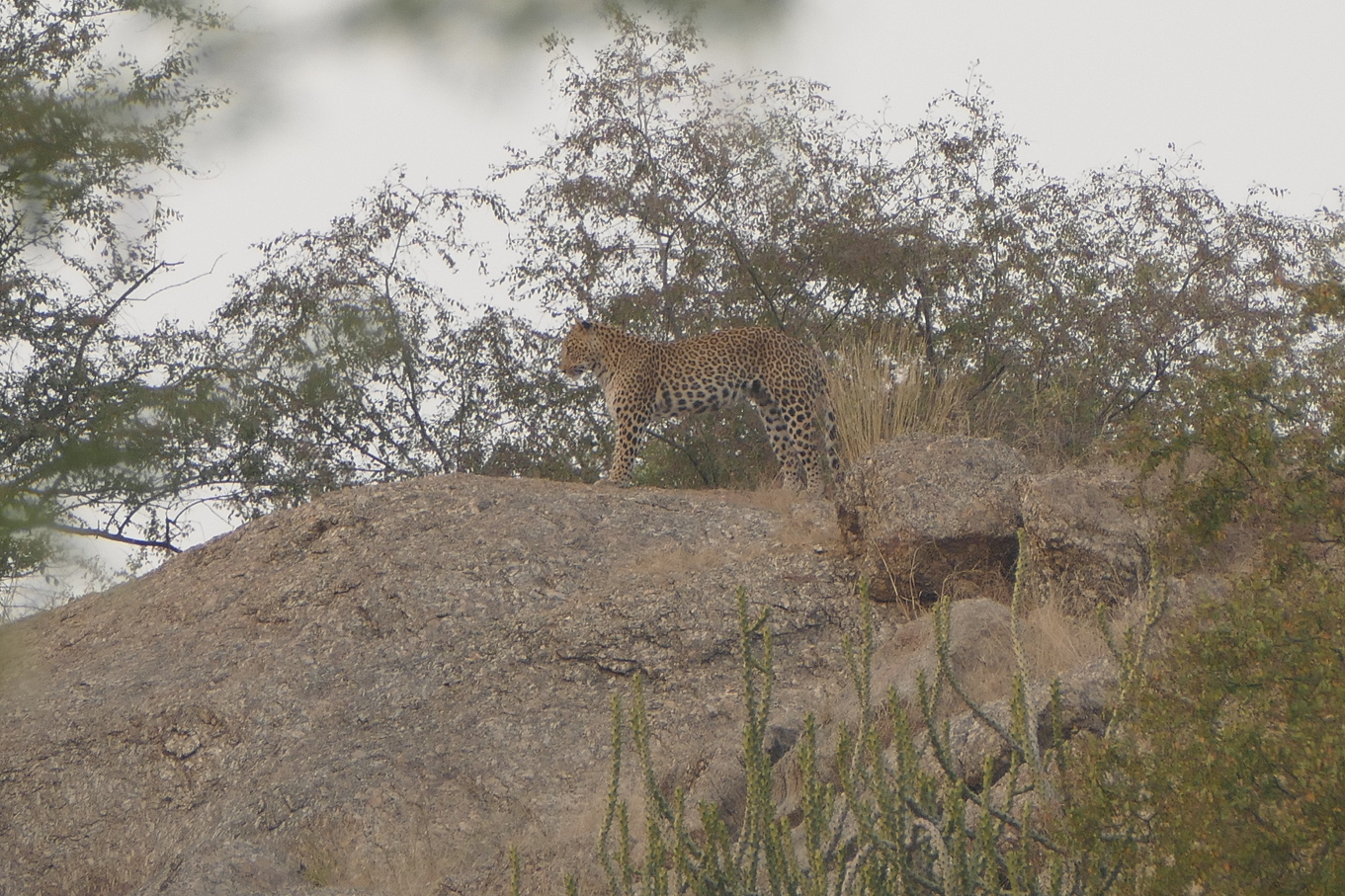 Leopard II