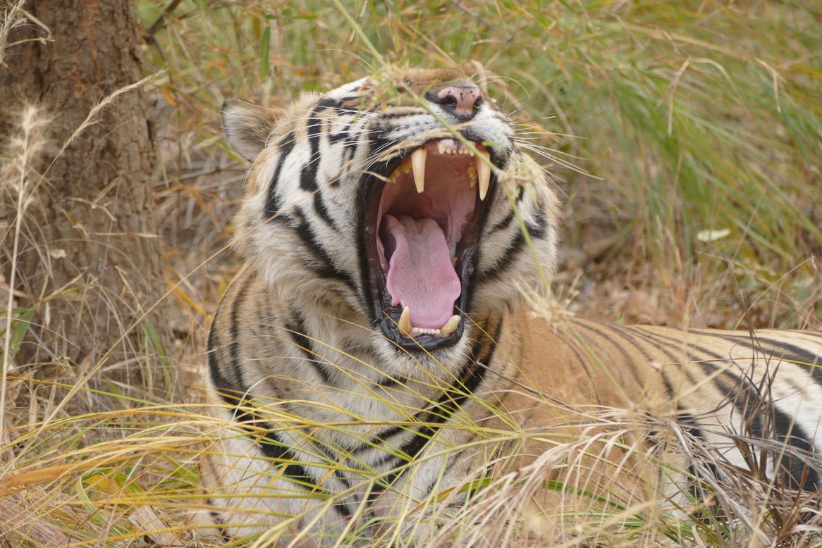 Bandhavgarh Tiger Bandhavgarh Tiger