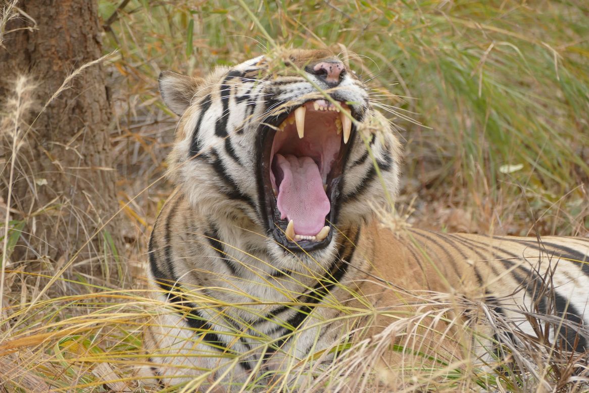 Bandhavgarh Tiger