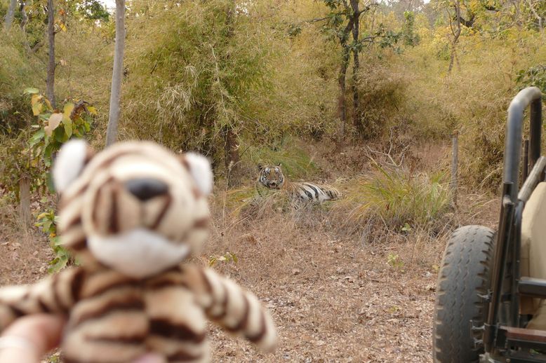 Frau Mller und der Bandhavgarh Tiger