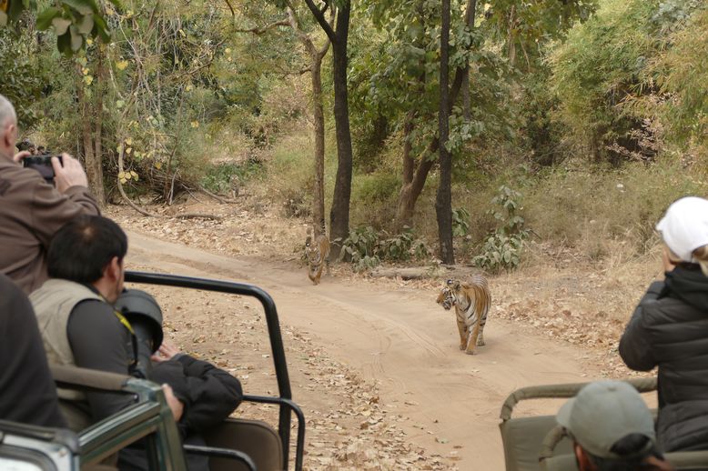 drei Tigerinnen in Bandhavgarh