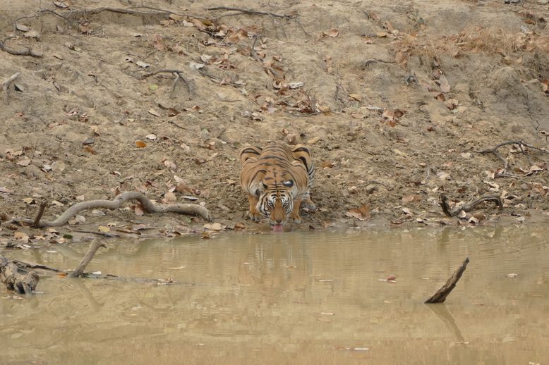 Tigerin trinkt in Bandhavgarh Tigerin trinkt in Bandhavgarh