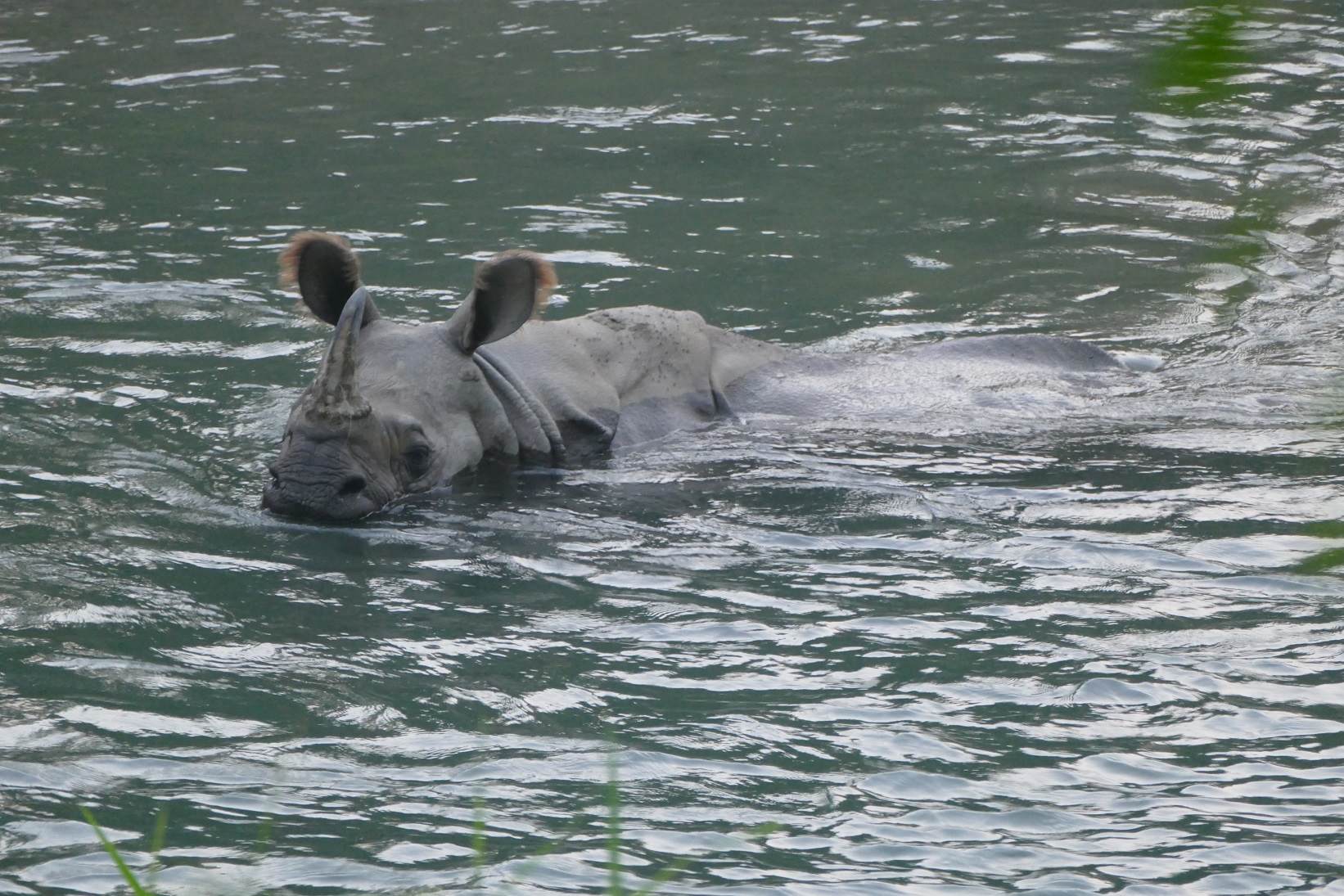 Chitwan NP Rhino Chitwan NP Rhino