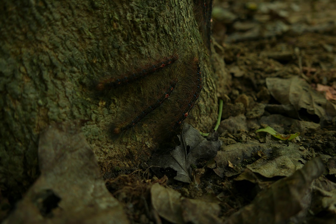 Raupen im Chitwan Nationalpark Raupen im Chitwan Nationalpark