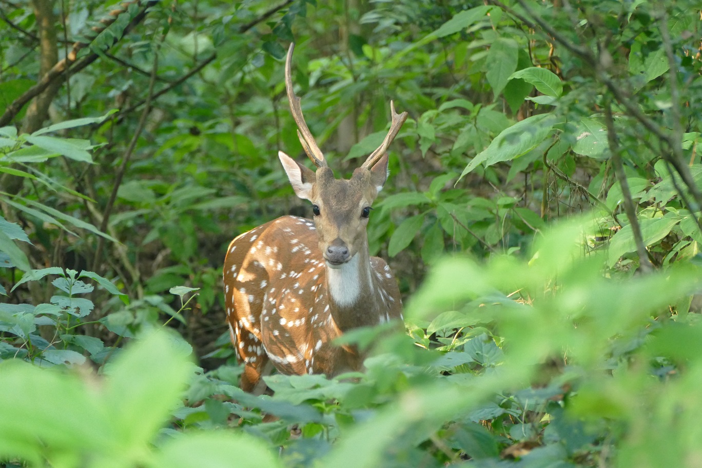 Chitwan NP Spotted Deer Chitwan NP Spotted Deer
