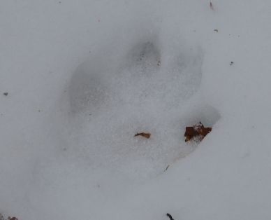 Wolfsspur im Schnee