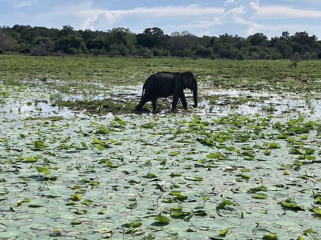 Ruhunu National Park Ruhunu National Park