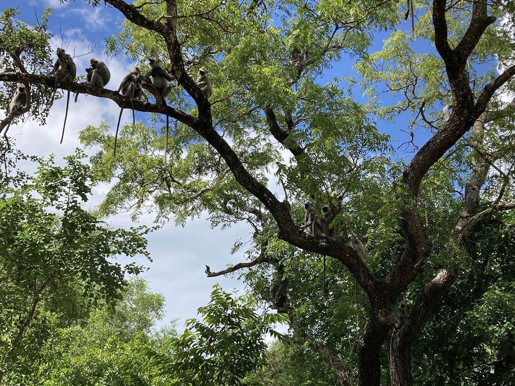 Ruhunu National Park Ruhunu National Park