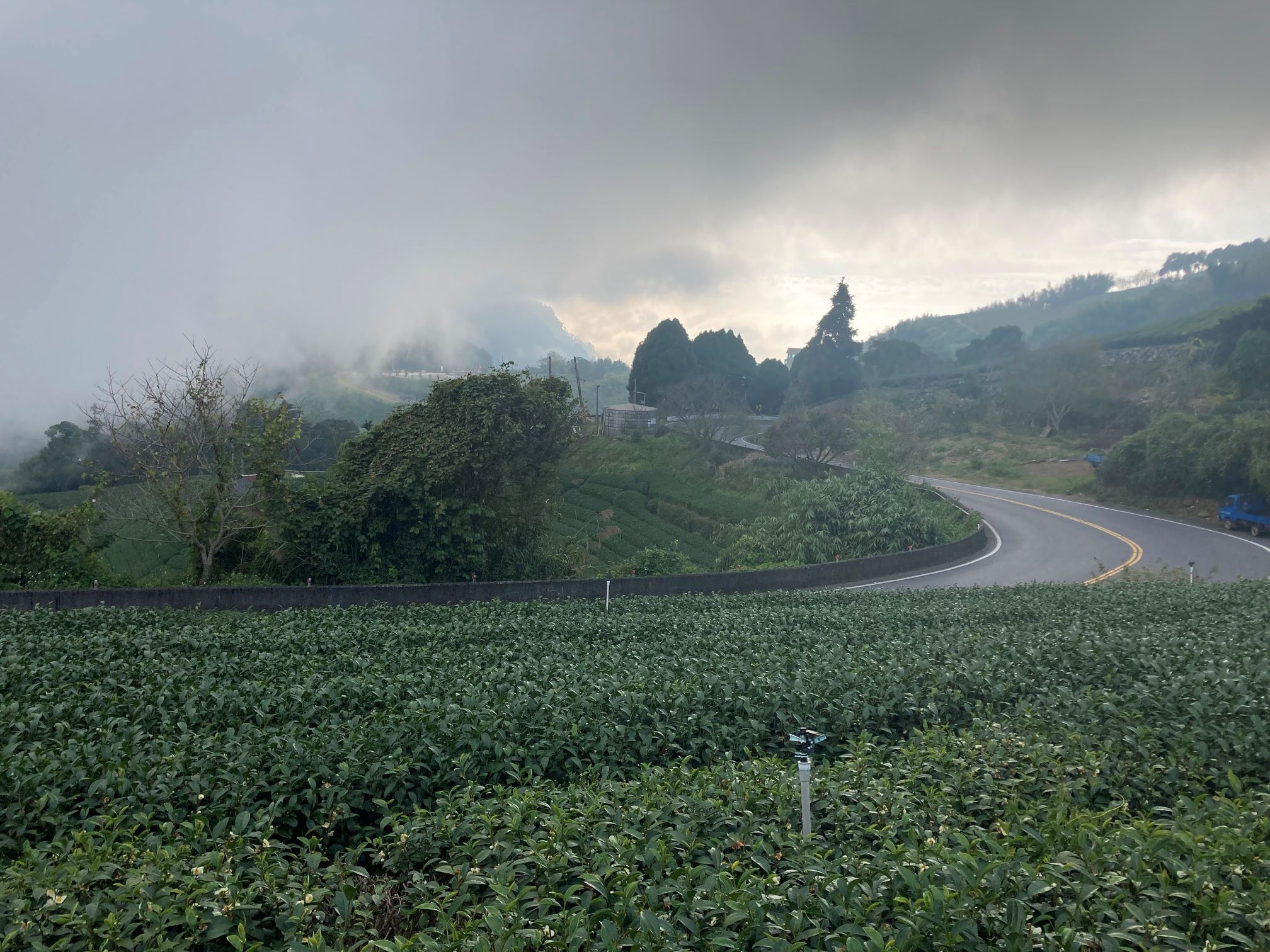 Alishan Teeplantage