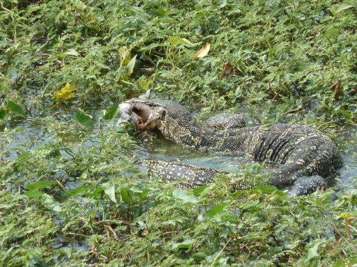 Bindenvaran in Ayutthaya Bindenvaran in Ayutthaya