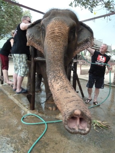 Honey beim Elephant Scrubbing Honey beim Elephant Scrubbing