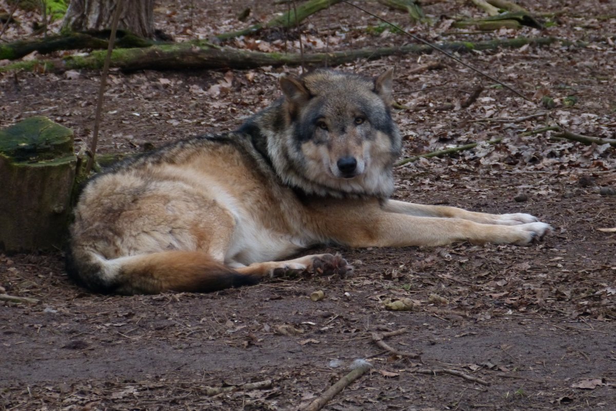 europischer Grauwolf im Wolfcenter Drverden